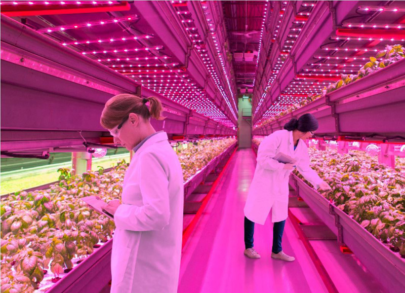 Horticulture Lighting Drives Plant Growth